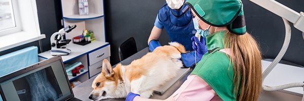 Digital Marketing for Vet and Pet Clinics- Veterinary Marketing Agency India